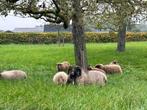 Ouessant ram schimmel, Dieren en Toebehoren, Mannelijk, Schaap, 0 tot 2 jaar