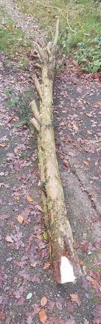 Taxus Stam  (ca 4 meter lang, 56 cm omtrek), Doe-het-zelf en Verbouw, Ophalen, Gebruikt