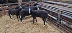 Stamboek Zwartbles ramlammeren, Mannelijk, Schaap