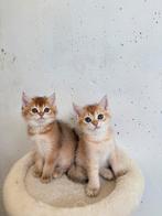 Britse black golden shaded kittens, Dieren en Toebehoren, Katten en Kittens | Raskatten | Korthaar, Gechipt, 0 tot 2 jaar