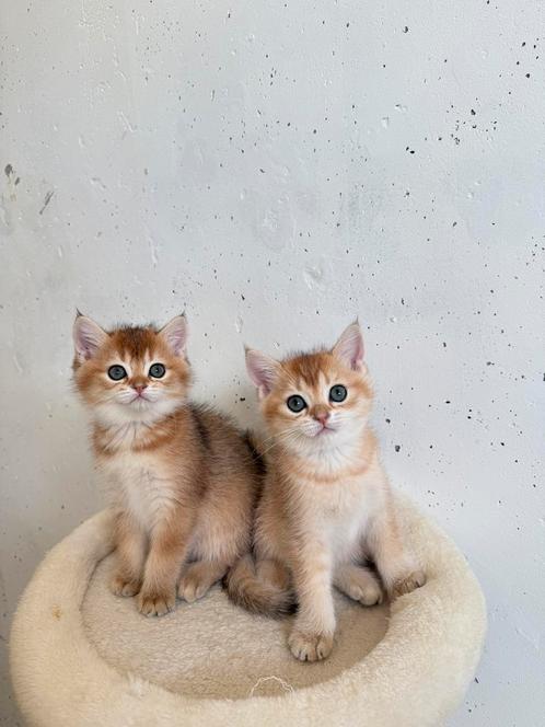 Britse black golden shaded kittens, Dieren en Toebehoren, Katten en Kittens | Raskatten | Korthaar, 0 tot 2 jaar, Gechipt, Ontwormd