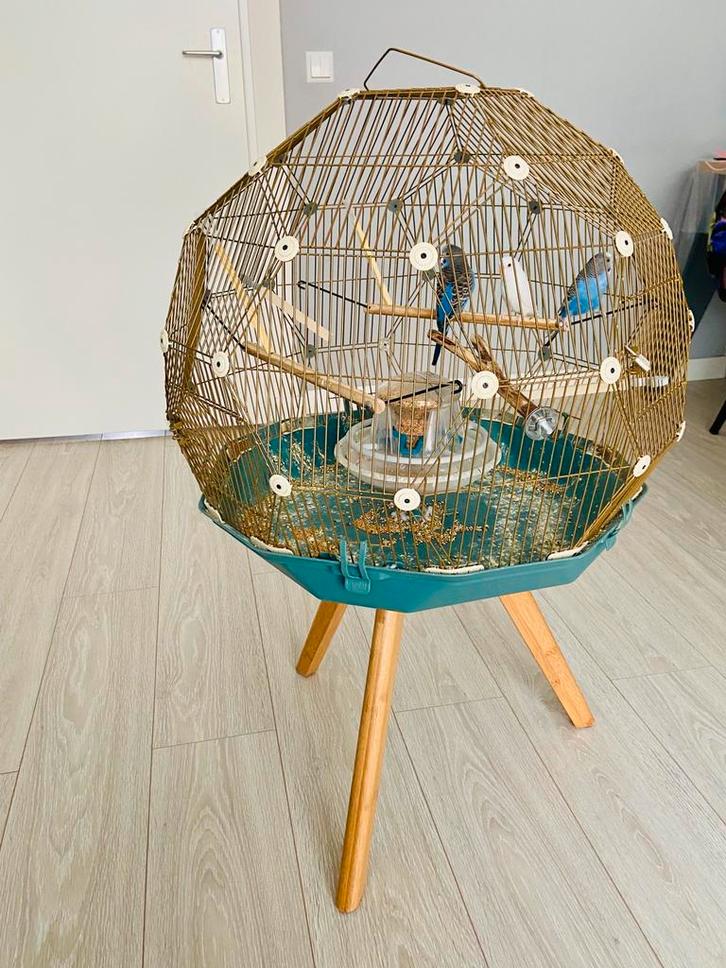 Parkieten met hun kooien, Dieren en Toebehoren, Vogels | Parkieten en Papegaaien, Parkiet, Meerdere dieren