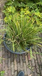 Planten vissen en luchtpomp, Ophalen, Gebruikt