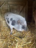 Te koop mini Varkens half jaar oud, Dieren en Toebehoren, Schapen, Geiten en Varkens, Vrouwelijk, Varken, 0 tot 2 jaar