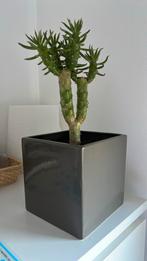 Cactus plant met pot €10, Ophalen, Cactus, Volle zon, Minder dan 100 cm