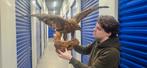 Taxidermie, opgezette buizerd, Ophalen, Gebruikt, Vogel, Opgezet dier