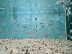 Neon Tetra, Paracheirodon innesi, Vis, Zoetwatervis