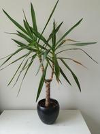 Yucca plant, Huis en Inrichting, Kamerplanten, 100 tot 150 cm, Yucca, Halfschaduw, Ophalen