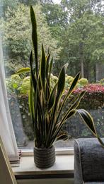 snake plant, Ophalen of Verzenden, Overige soorten, Minder dan 100 cm