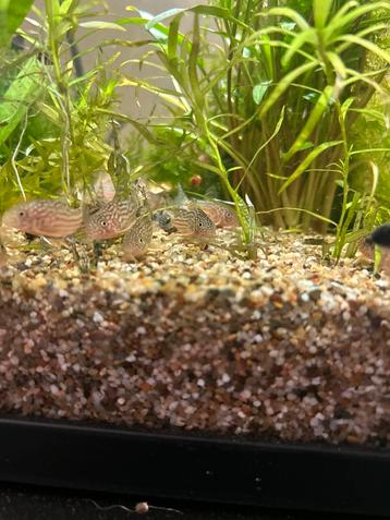 Corydora Sterbai beschikbaar voor biedingen
