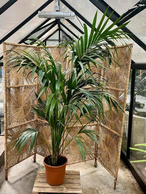 Kentia Palm 220cm – Nu afgeprijsd!, Huis en Inrichting, Kamerplanten, Palm, 200 cm of meer, Groene kamerplant, Halfschaduw, In pot