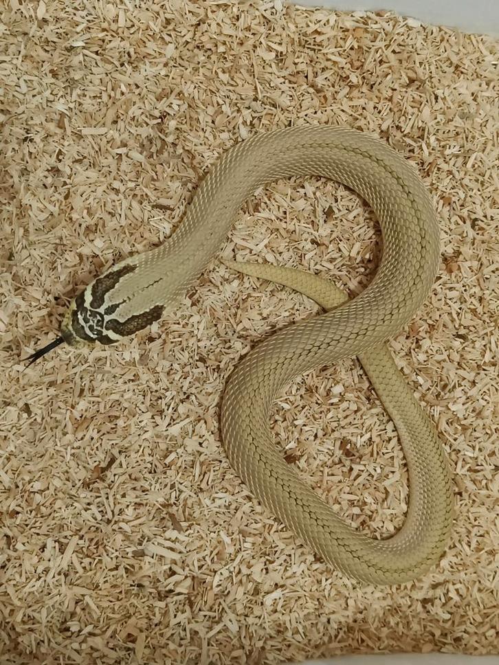 Koppeltje haakneuzen - Heterodon nasicus