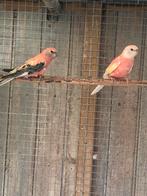 Bourke parkieten, Dieren en Toebehoren, Vogels | Parkieten en Papegaaien, Meerdere dieren, Parkiet, Geringd