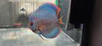 Discus, Dieren en Toebehoren, Vis, Zoetwatervis, Schoolvis
