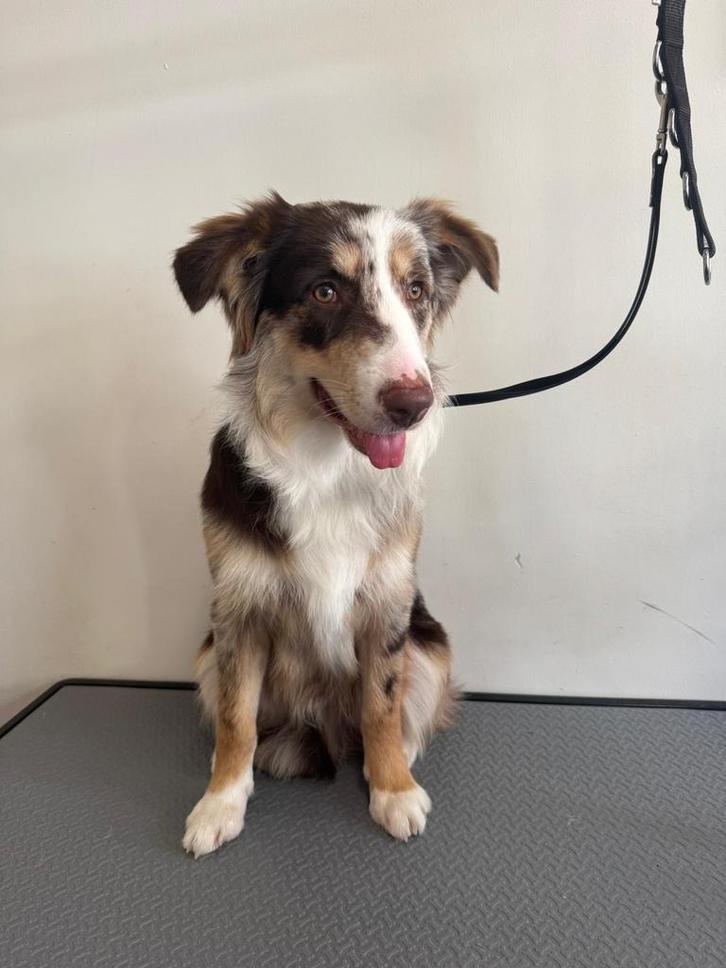 Australische herder pup Simba, Dieren en Toebehoren, Honden | Herdershonden en Veedrijvers, Reu, Overige rassen, Particulier, Eén hond