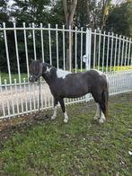 Drachtige AMHA/NMPRS merrie, Dieren en Toebehoren, Pony's, Merrie, A pony (tot 1.17m), Recreatiepony, 3 tot 6 jaar