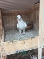 Takla duif, Dieren en Toebehoren, Vogels | Duiven, Mannelijk, Overige soorten