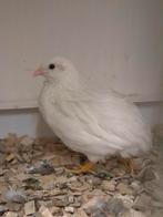 Chinese dwergkwartels, Dieren en Toebehoren, Meerdere dieren, Overige soorten