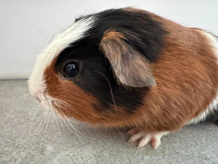 Lief beertje Jos, Dieren en Toebehoren, Knaagdieren, Mannelijk, Cavia, Oktober
