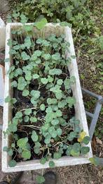 Tropaeolum Indian empress eetbaar, Ophalen, Zomer, Overige soorten, Volle zon