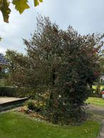 Gratis Hulstbomen (of takken) af te halen!, Bloeit niet, Overige soorten, 250 tot 400 cm, Ophalen
