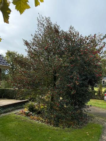 Gratis Hulstbomen (of takken) af te halen! beschikbaar voor biedingen