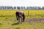 Recreatiepaard gezocht, Dieren en Toebehoren, Ophalen of Verzenden