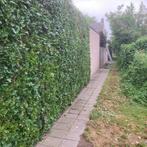 Beukenhaag, Ophalen, Beukenhaag, 100 tot 250 cm