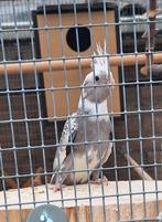 Jonge valkparkiet, Dieren en Toebehoren, Vogels | Parkieten en Papegaaien, Mannelijk, Parkiet, Tam