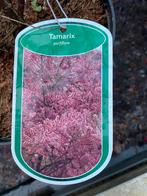 Tamarix parfiflora en hulsdonk white, Tuin en Terras, Planten | Tuinplanten, Halfschaduw, Zomer, Overige soorten, Ophalen