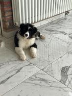 Australisch herder teefje zoek gouden mandje!, Parvo, België, Particulier, 8 tot 15 weken