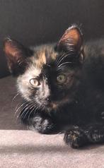 Prachtig schildpad vrouwtje en een rood-wit mannetje, Dieren en Toebehoren, Katten en Kittens | Overige Katten, Poes, Kortharig