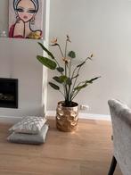 Papagaai plant / strelizia / paradijsvogelplant Silka, Huis en Inrichting, Ophalen of Verzenden, Zo goed als nieuw
