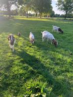 Boeren geiten / boeren geiten, Dieren en Toebehoren, Schapen, Geiten en Varkens, Vrouwelijk, Geit