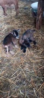 2 lebgeitje fleslam, Vrouwelijk, Geit