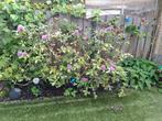 Gratis rododendron paarse bloem, Ophalen, Zomer, Vaste plant, Overige soorten