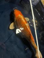 Aka Matsuba Japanse koi, Dieren en Toebehoren, Vissen | Vijvervissen, Karper of Koi