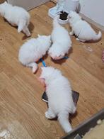 Kittens te koop, Meerdere dieren, Ontwormd, 0 tot 2 jaar