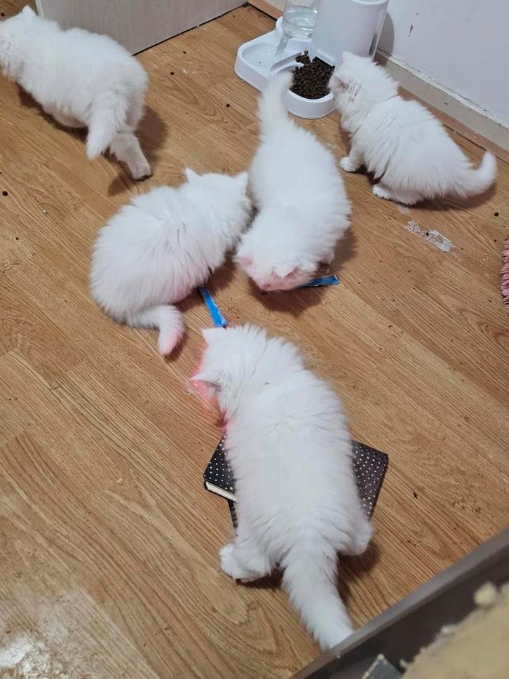 Kittens te koop, Dieren en Toebehoren, Katten en Kittens | Raskatten | Korthaar, Meerdere dieren, 0 tot 2 jaar, Ontwormd