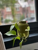 “Pothus” plant with green pot, Huis en Inrichting, Kamerplanten, Ophalen of Verzenden, Overige soorten, Minder dan 100 cm