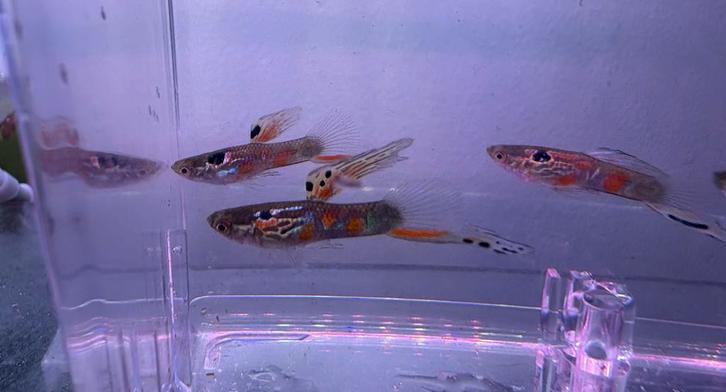 Endler gup mix, Dieren en Toebehoren, Vissen | Aquariumvissen, Zoetwatervis, Vis, Schoolvis