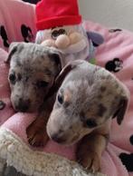silver grey merle jack russel pups teefjes, België, Particulier, Jack Russell Terriër, CDV (hondenziekte)