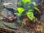 Platy's multicolor, Dieren en Toebehoren, Vissen | Aquariumvissen