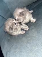 Britse kort haar kittens 2 weken oud super schattig!, Dieren en Toebehoren, Katten en Kittens | Overige Katten, Geslacht onbekend