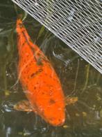 Koi Hi Utsuri 50 cm, Dieren en Toebehoren, Vissen | Vijvervissen, Karper of Koi