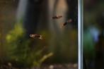 endler guppen, tuxedo hybride, Dieren en Toebehoren, Vissen | Aquariumvissen, Vis