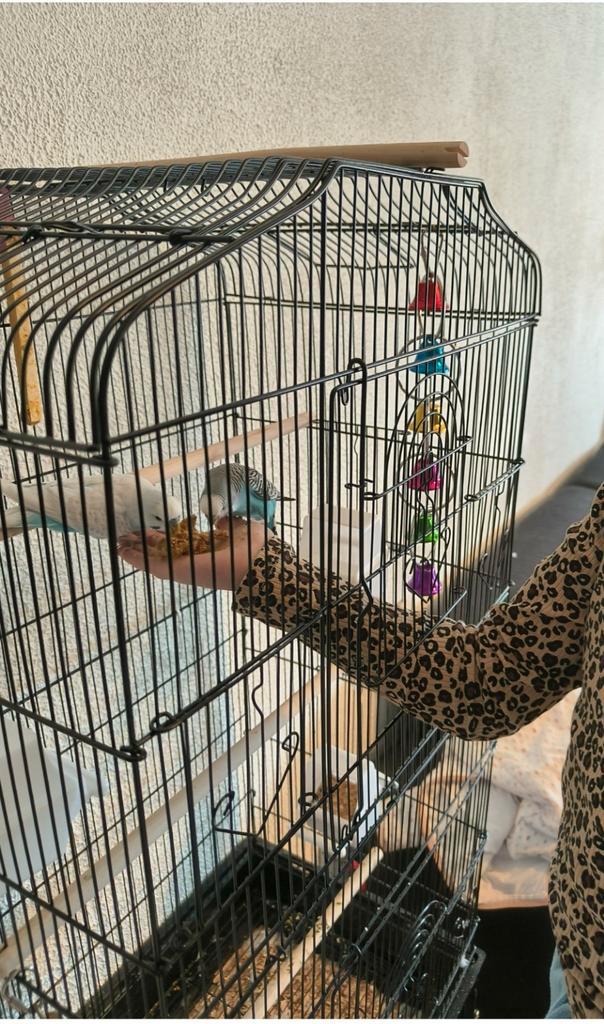 Parkieten, twee mannetjes. Twee jaar oud., Dieren en Toebehoren, Vogels | Parkieten en Papegaaien, Parkiet, Mannelijk