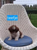 Te koop mooie speelse boomer pups, Dieren en Toebehoren, Overige rassen, CDV (hondenziekte), 8 tot 15 weken, Meerdere