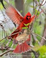 mooi bewezen koppel rode kardinalen, Dieren en Toebehoren, Vogels | Overige Vogels, Meerdere dieren, Tropenvogel, Geringd