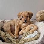 Mooie puppy kruising boomer / jackrussel, Dieren en Toebehoren, Honden | Niet-rashonden, Particulier, Klein, 8 tot 15 weken, Reu